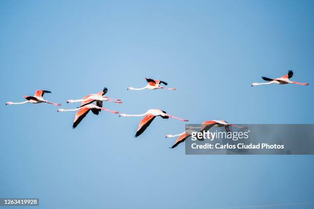 flock of greater flamingos in flight - greater flamingo stock-fotos und bilder