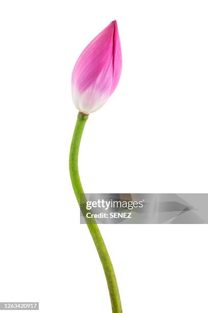 lotus flower bud - plants white background photos et images de collection