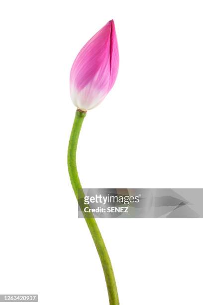 lotus flower bud - bud stock pictures, royalty-free photos & images
