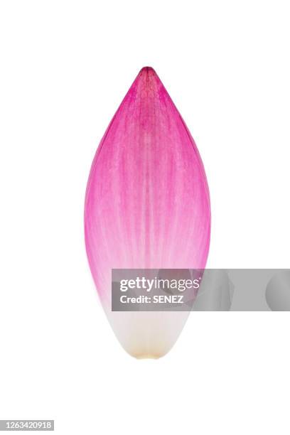 close-up of lotus petal over whtie background - lotus petal stock pictures, royalty-free photos & images