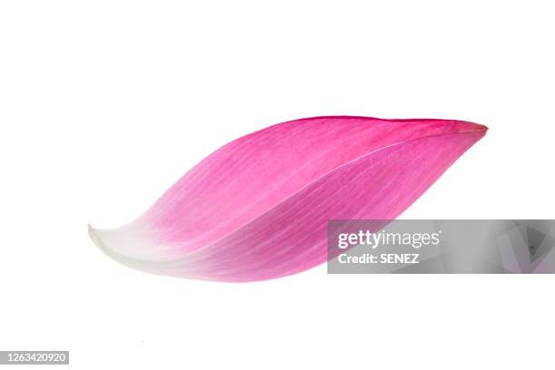 close-up of lotus petal over whtie background - lotus foto e immagini stock