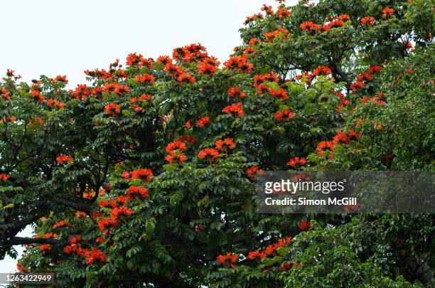 african tulip tree (spathodea campanulata) [also known as the fountain tree, pichkari or nandi flame] in bloom - african tulip tree stock-fotos und bilder