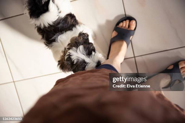 high angle pov of puppy sniffing an adult's leg - pov shoes ストックフォトと画像