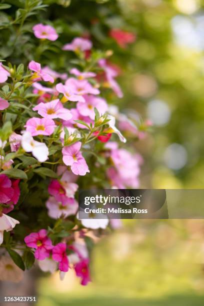 close-up of colorful petunias - sugar daddy stock pictures, royalty-free photos & images