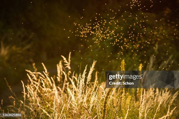 insects flying over blades of grass in backlight in summer - plage stock-fotos und bilder