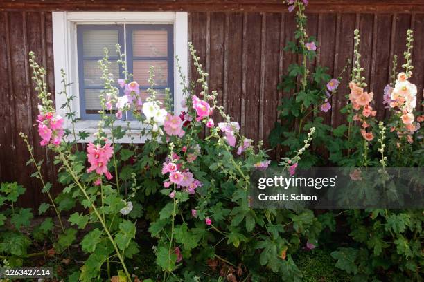 hollyhocks by a house wall in the summer in daylight - stockrose stock-fotos und bilder