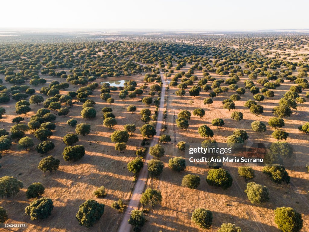 Aerial drone shot of dirt roads between the trees and a pond in the meadow surrounded by oaks