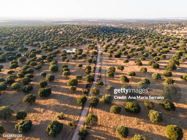 aerial drone shot of dirt roads between the trees and a pond in the meadow surrounded by oaks - castille et leon photos et images de collection