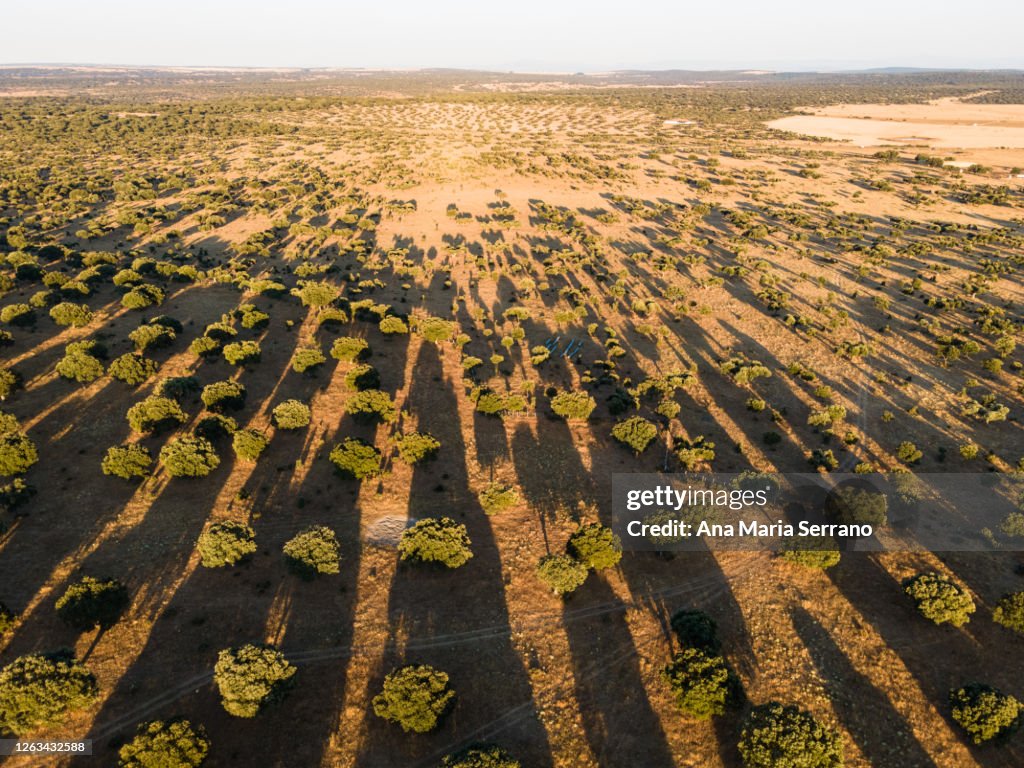 Drone shot of a scenic landscape of a holm oak dehesa with long shadows