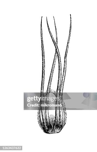 Old engraved illustration of The hazel shrub, Branch tip with leaves and fruits Old engraved illustration of The hazel shrub, Branch tip with leaves and fruits