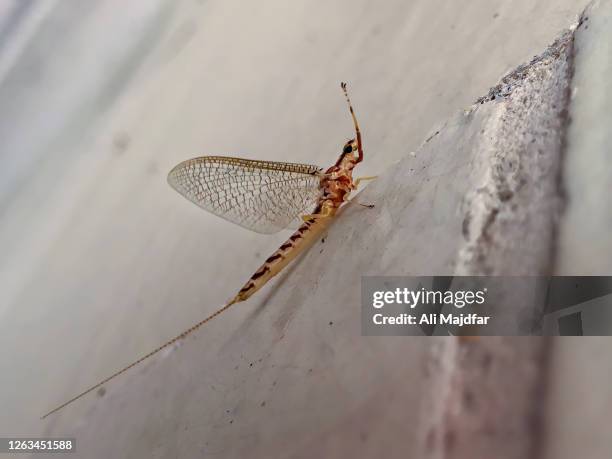 Alpine Mayfly 812 The Mayfly Stock Photos, High-Res Pictures, and Images - Getty Images