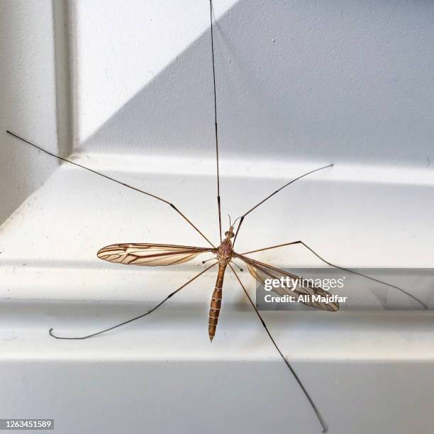 crainfly - animal limb 個照片及圖片檔