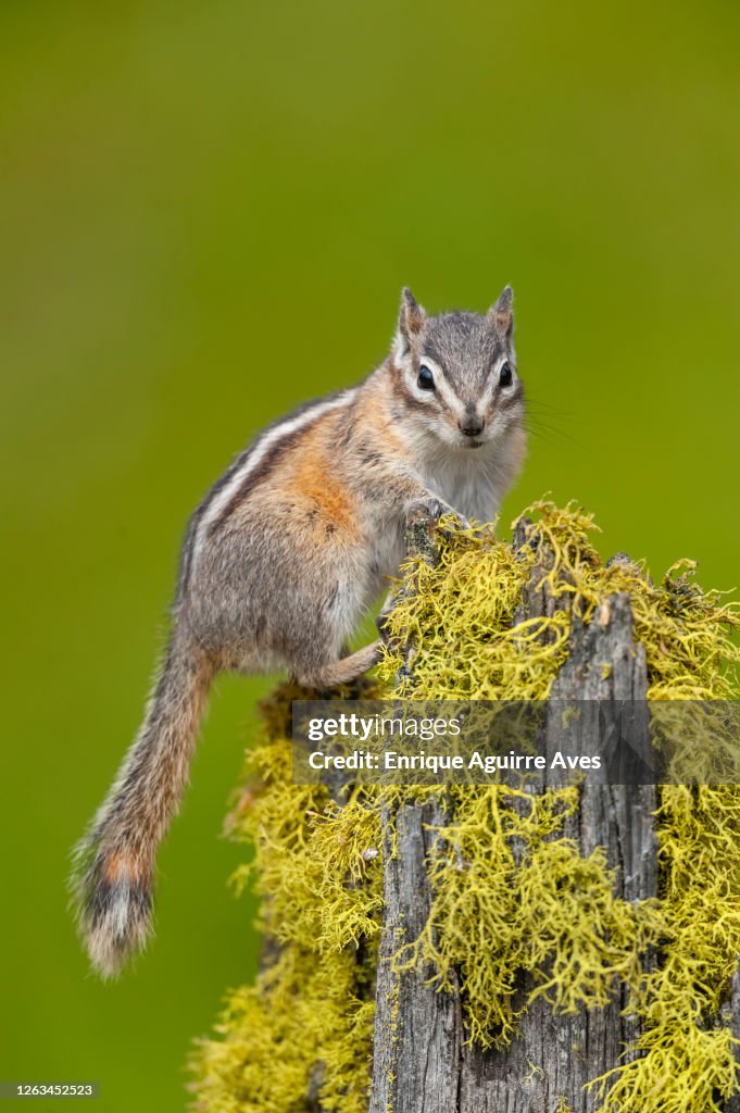 Yellow-pine chipmunk (Neotamias amoenus)