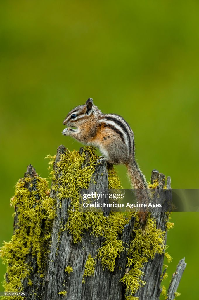 Yellow-pine chipmunk (Neotamias amoenus)