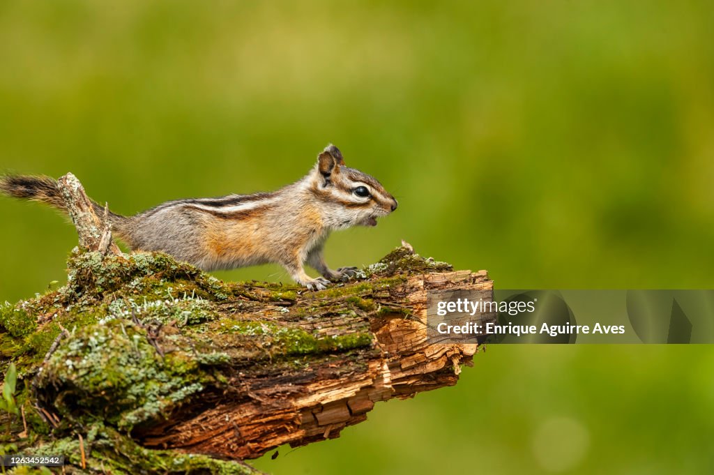 Yellow-pine chipmunk (Neotamias amoenus)