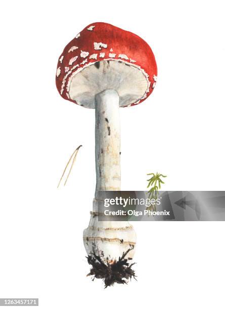 mushroom, redcap fly agaric, hand-drawn watercolor - red cap mushroom stock-fotos und bilder