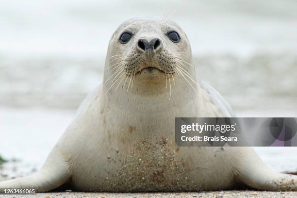 grey seal (halichoerus grypus) coming out of the water - aquatic mammal stock pictures, royalty-free photos & images