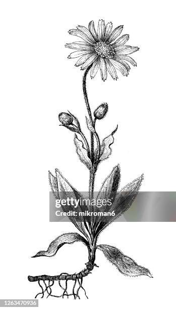 old engraved illustration of a arnica montana, wolf's bane, leopard's bane, mountain tobacco and mountain arnica medicinal plants - arnica foto e immagini stock