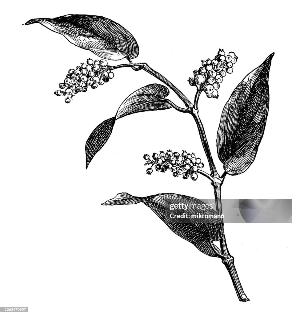 Old engraved illustration of a Piper cubeba, cubeb or tailed pepper, Medicinal plants