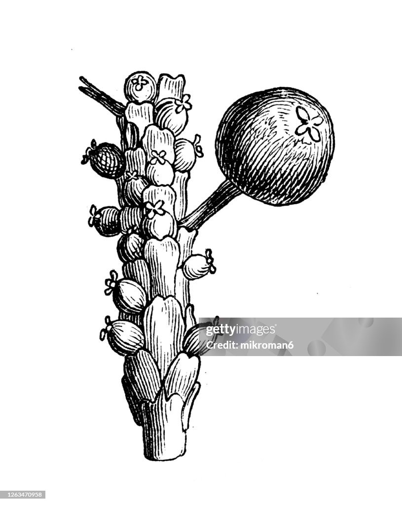 Old engraved illustration of a Piper cubeba, cubeb or tailed pepper, Medicinal plants