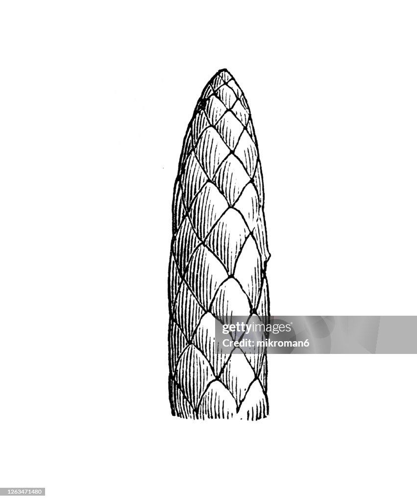 Old engraved illustration of a Piper cubeba, cubeb or tailed pepper, Medicinal plants