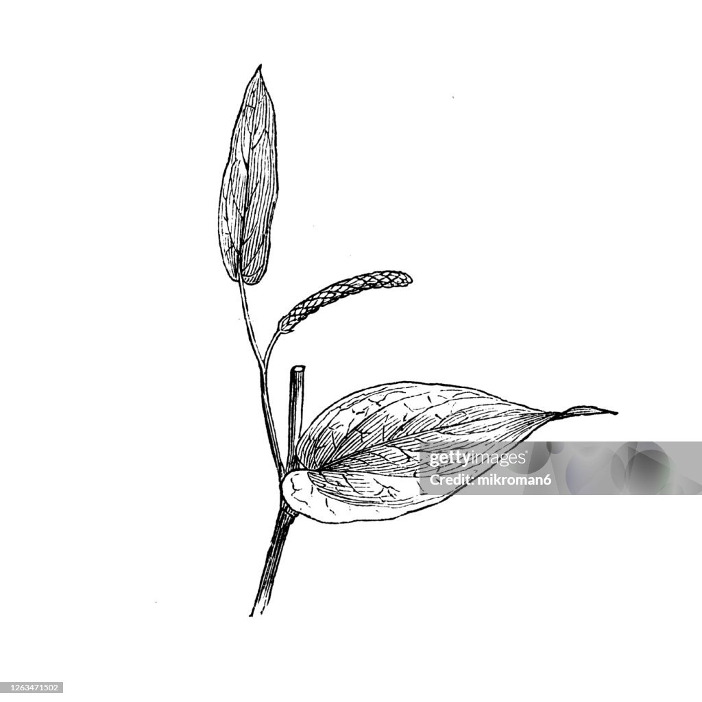 Old engraved illustration of a Piper cubeba, cubeb or tailed pepper, Medicinal plants