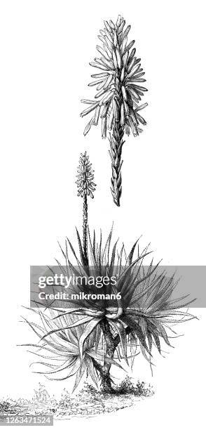 old engraved illustration of a aloe vera is a succulent plant, medicinal plants - aloe vera imagens e fotografias de stock