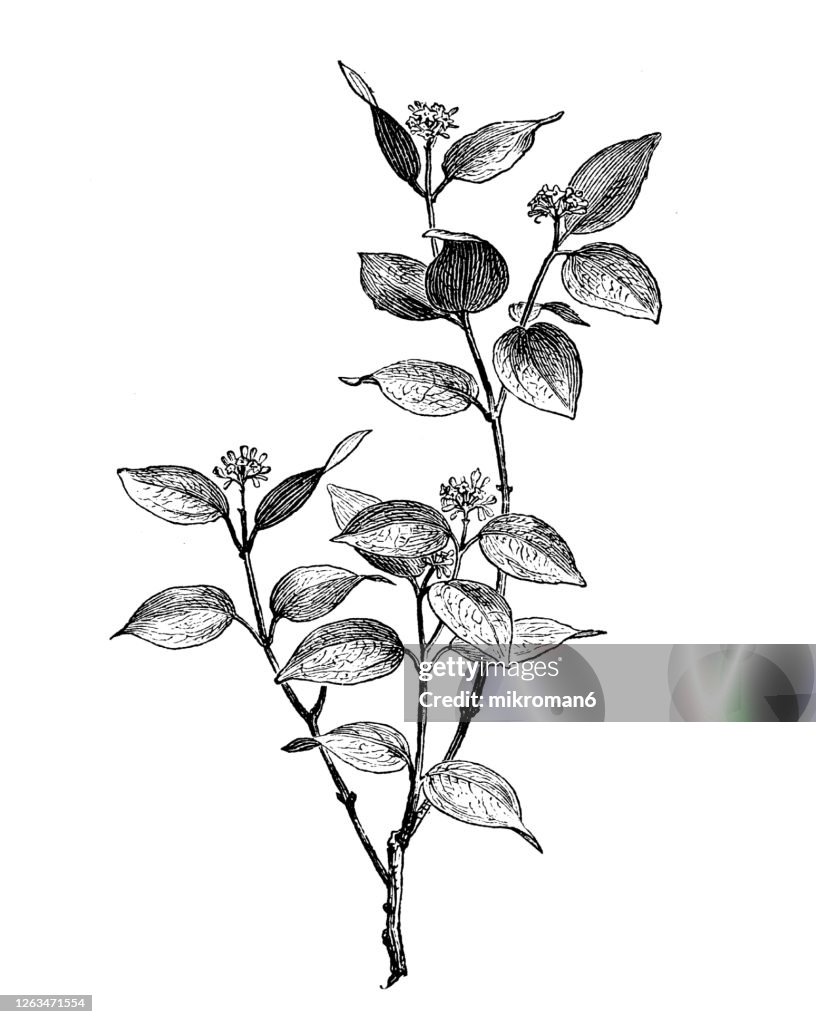 Old engraved illustration of a Strychnos nux-vomica, the strychnine tree, Medicinal plants