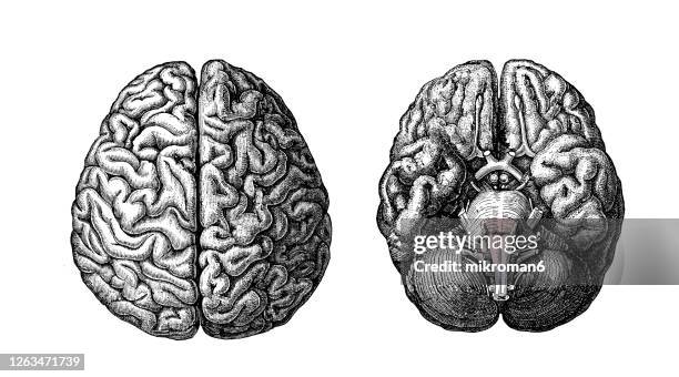 old engraved illustration of human brain - organe interne humain photos et images de collection