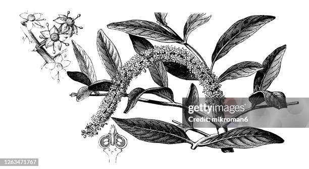 old engraved illustration of a paraguay jaborandi (pilocarpus pennatifolius), medicinal plants - pilocarpus jaborandi stock pictures, royalty-free photos & images