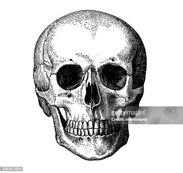 old engraved illustration of human bony skull - skull imagens e fotografias de stock