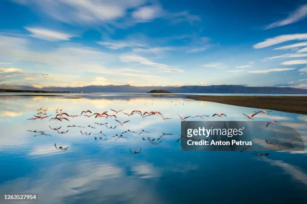 flamingos flying over the lake at sunrise. argentina, lago argentino. - flamingos ストックフォトと画像