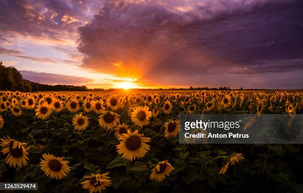 1,144 Sunflower Sunset Background Photos and Premium High Res Pictures -  Getty Images