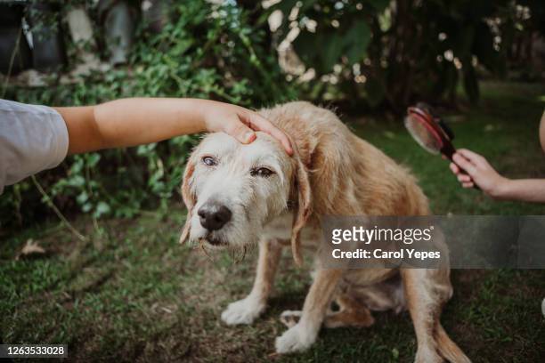 teen boy combs old dog with a metal grooming comb outdoors - kammen stockfoto's en -beelden