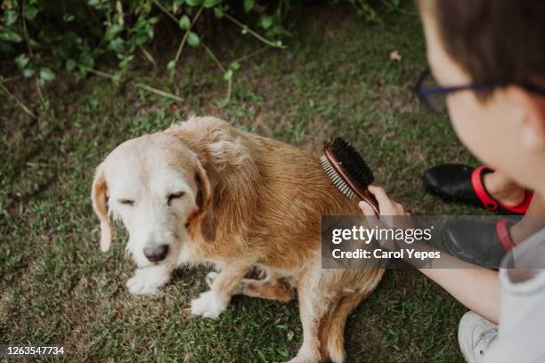 teen boy combs old dog with a metal grooming comb outdoors - kammen stockfoto's en -beelden