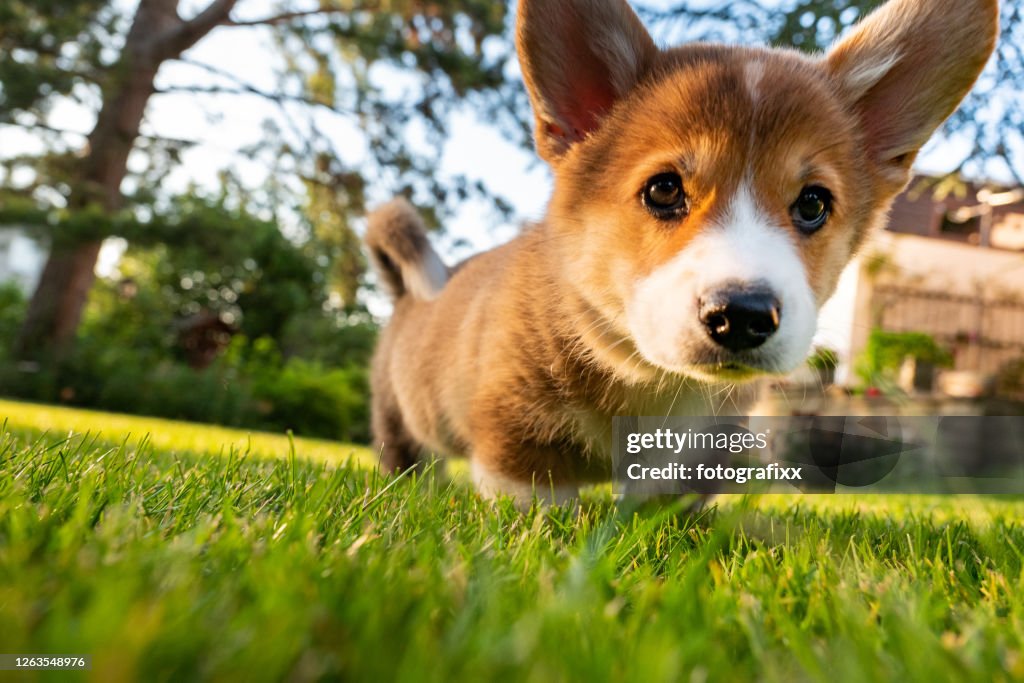 Welsh Corgi Pembroke puppy neem een kijkje, lage hoek bekijken