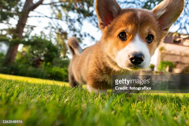 welsh corgi pembroke puppy take a look, low angle view - puppies stock pictures, royalty-free photos & images