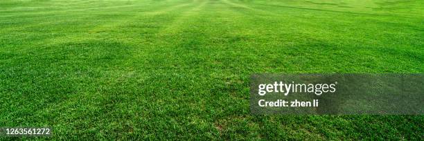 verdant meadow in summer - football pitch texture stock pictures, royalty-free photos & images