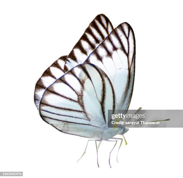 butterfly white white background isolated - papillon de nuit photos et images de collection