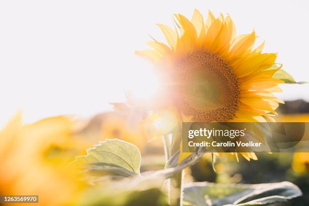 sunflower standing out in a sunflower field back lit - sunflowers stock-fotos und bilder