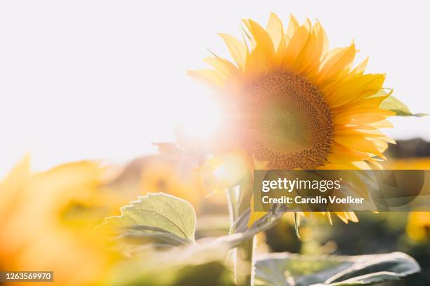 sunflower standing out in a sunflower field back lit - sun flare foto e immagini stock