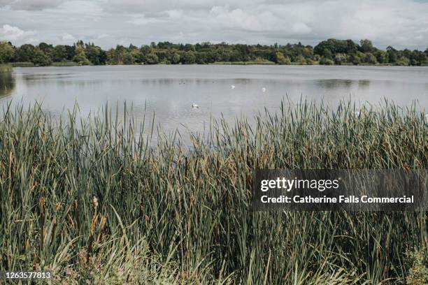 lake and reeds - urban wildlife stock pictures, royalty-free photos & images