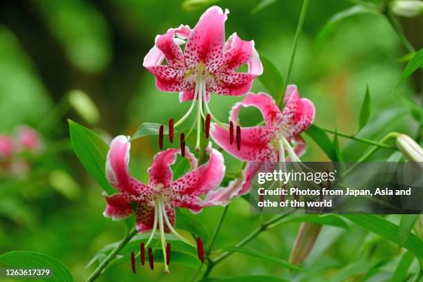 lilium speciosum / japanese lily - japanese lily stock pictures, royalty-free photos & images