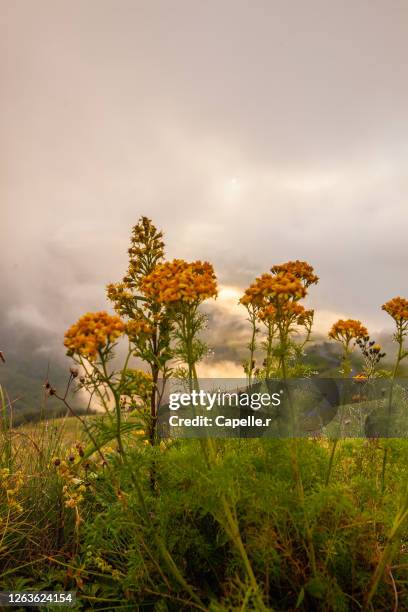 nature - fleurs de montagne - fleurs montagne stock pictures, royalty-free photos & images