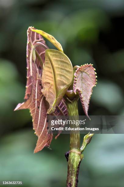 Pink-colored Eulophyllum lobatum in habitat, a leaf katydid mimicking jungle foliage being almost undistinguishable from a real leaf, Kinabalu...