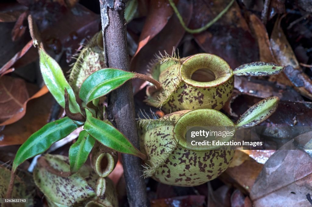 Ground Pitcher Ground pitchers of pitcher plant, Nepenthes ampullaria, in situ ...