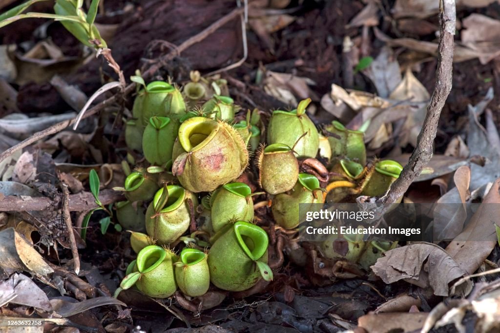 Ground Pitcher Cluster of ground pitchers of Nepenthes ampullaria in situ, Pitcher ...