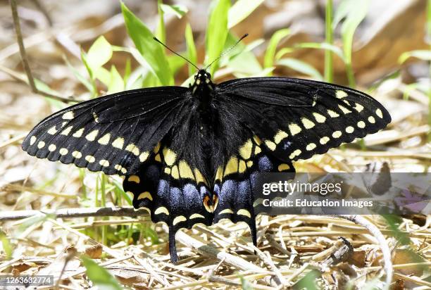 Spicebush swallowtail Butterfly, Papilio troilus.