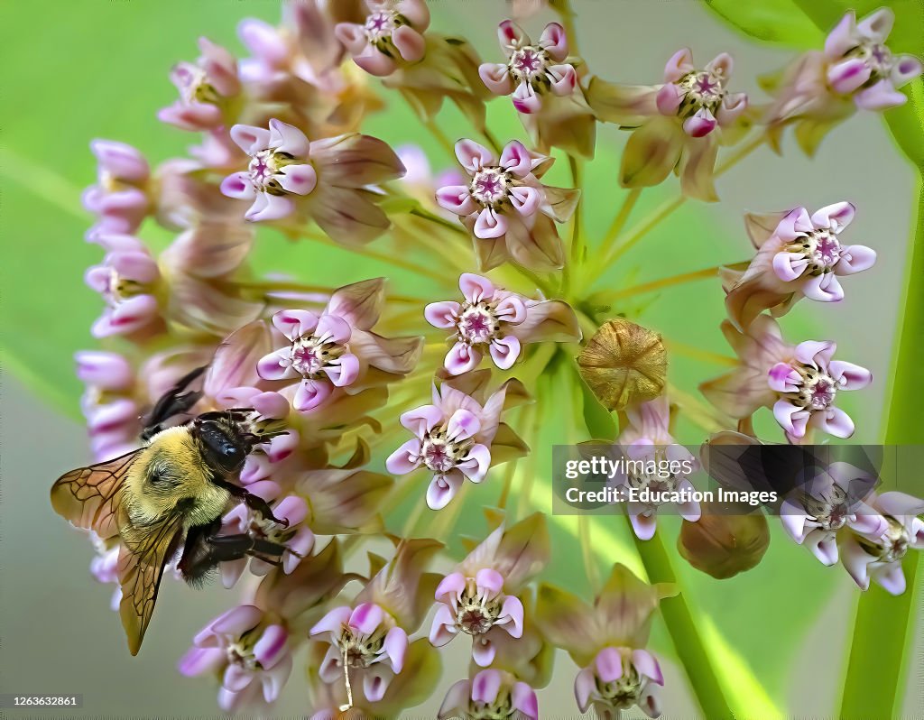 Bumblebee on Milkweed Flowers