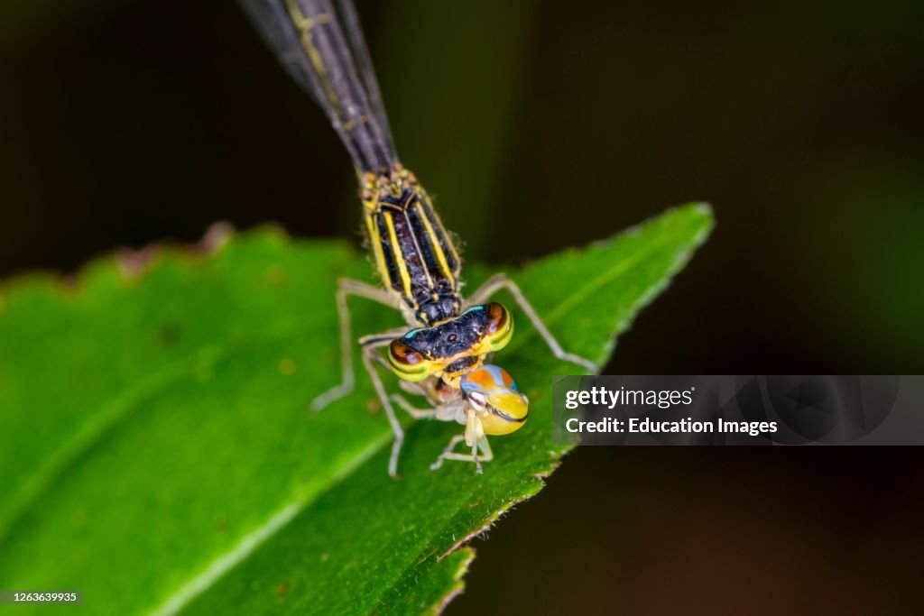 Vadnais Heights, Minnesota, John H. Allison Forest. Female Rainbow Bluet Damselfly, Enallagma antennatum eating a Candy-Striped Leafhopper.